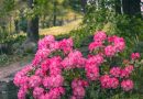 Få din have til at blomstre med vores rhododendron gødning
